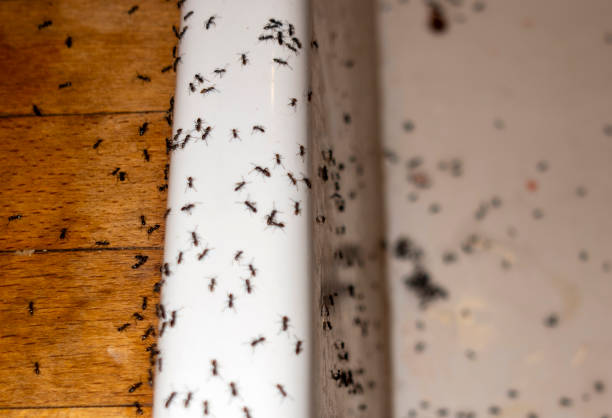 Best Mosquito Control Services  in Hermiston, OR