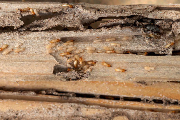 Best Flea Control Services  in Hermiston, OR