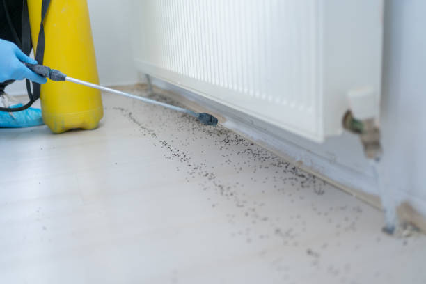 Best Local Pest Control Services  in Hermiston, OR